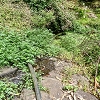 Plants: image 59 Of 208 Thumb